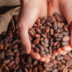 Granos cacao colombiano