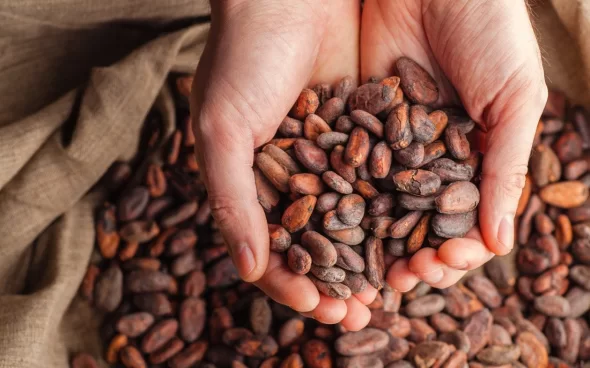 Granos cacao colombiano