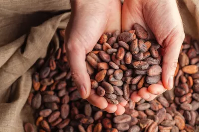 Cacao beans