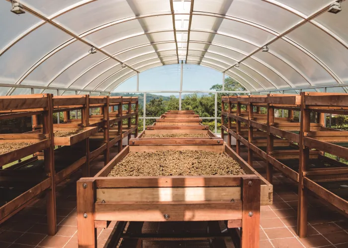 Coffee cultivation near Pereira