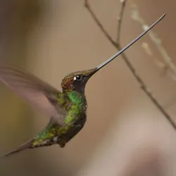 Avistamiento de aves en Bogotá