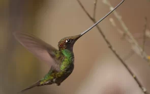 Hummingbird watching tour Bogota