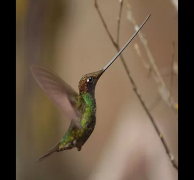 Avistamiento de aves en Bogotá