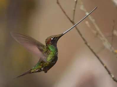 Colibrí pico espada
