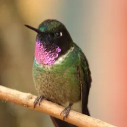 Avistamiento de aves en Bogotá