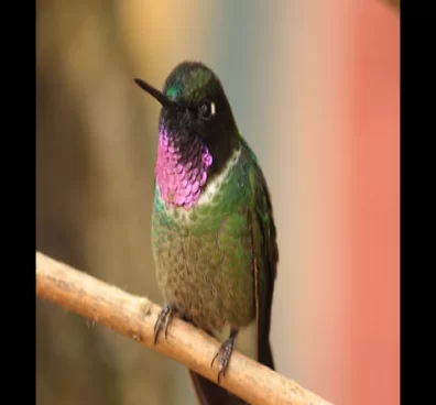 Avistamiento de aves en Bogotá