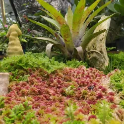 Invernadero de plantas y flores