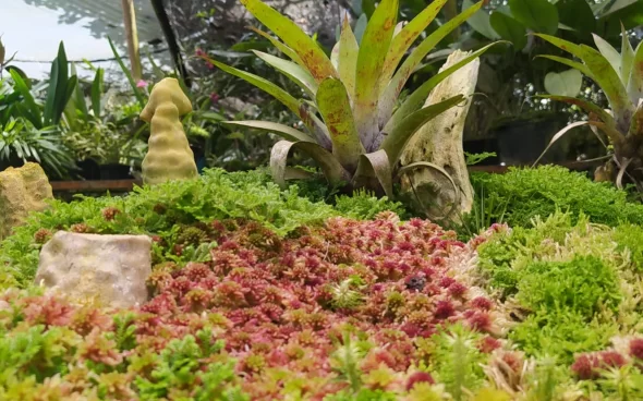 Invernadero de plantas y flores
