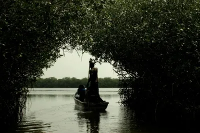 La Boquilla mangrove