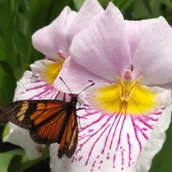 Mariposas y Orquídeas
