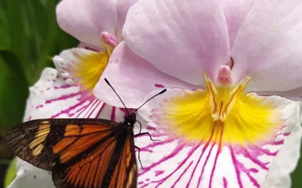 Mariposas y Orquídeas