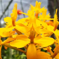 Orquídea Amarilla