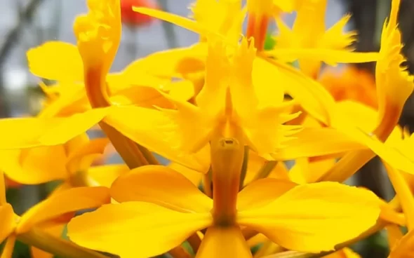 Orquídea Amarilla