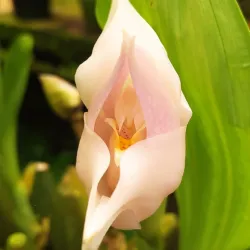 Orquídea Blanca