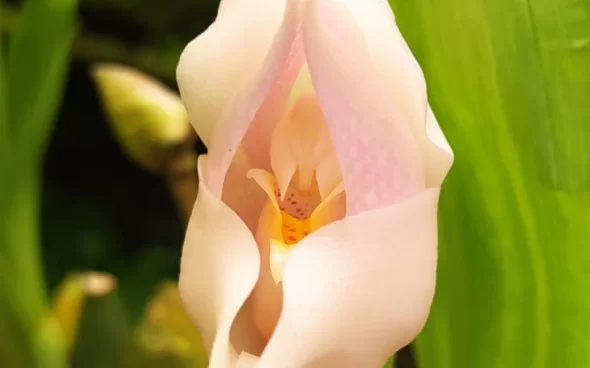 Orquídea Blanca