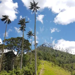Paisaje Valle del Cocora