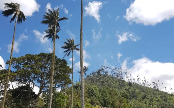 Paisaje Valle del Cocora