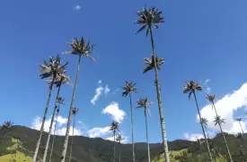 Tour a Salento y Valle del Cocora