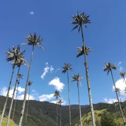 Palmas del Valle de Cocora