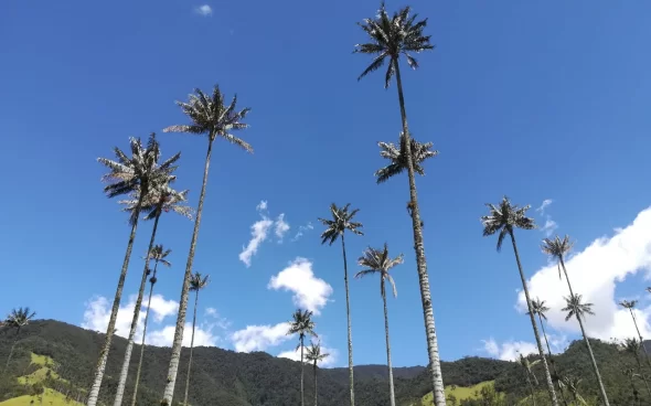 Palmas del Valle de Cocora
