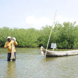Pescador en manglares de Cartagena