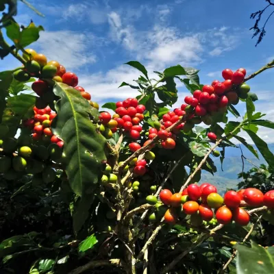 Cultivo de café