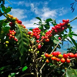 Planta de Café