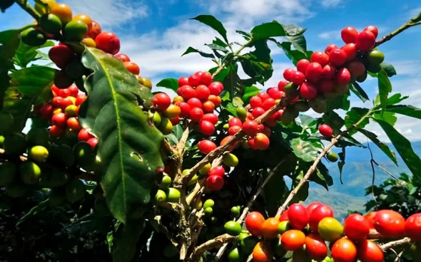 Planta de Café