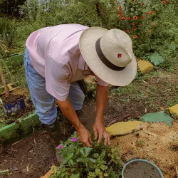 Plantas de cacao