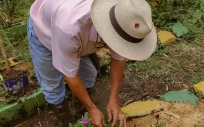 Plantas de cacao