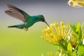 Tour avistamiento de aves cerca a Bogot