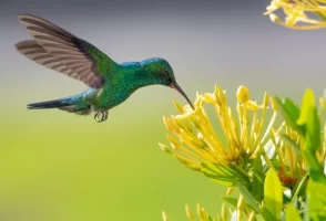 Tour avistamiento de colibríes cerca a Bogotá