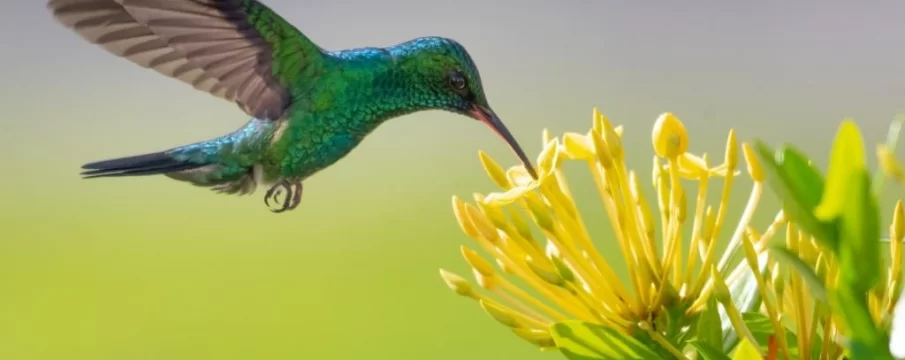 Avistamiento colibríes cerca Bogotá