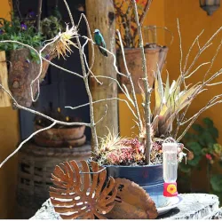 Bird watching tour near Bogota