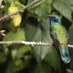 Avistamiento de aves en Bogotá