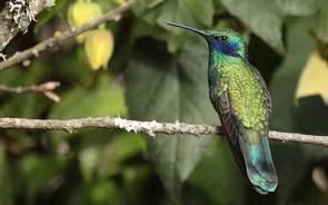 Tour avistamiento de aves Bogotá