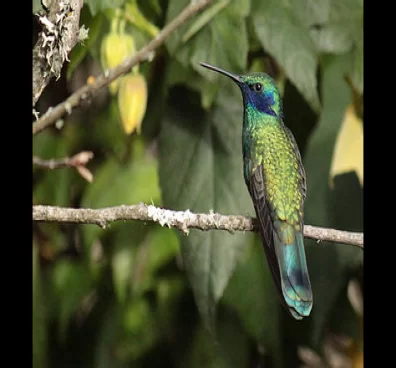 Avistamiento de aves en Bogotá