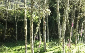 Colombia bird watching tour