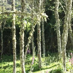 Bird watching tour near Bogota
