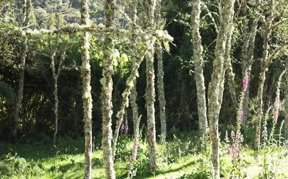 Bird watching tour near Bogota