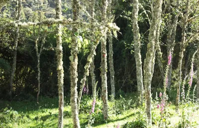 Bosque cerca a Bogotá