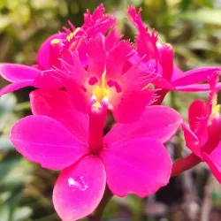 Tour Flores Colombianas