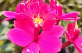 Flower tour in Medellín