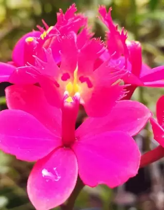 Tour de las flores en Medellín