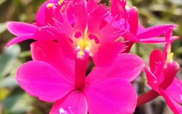 Tour Flores Colombianas