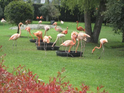 Flamingos