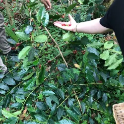 Bogota coffee plantation tour