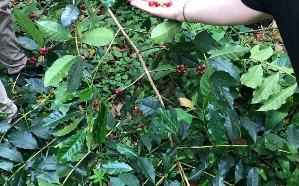 Bogota coffee plantation tour