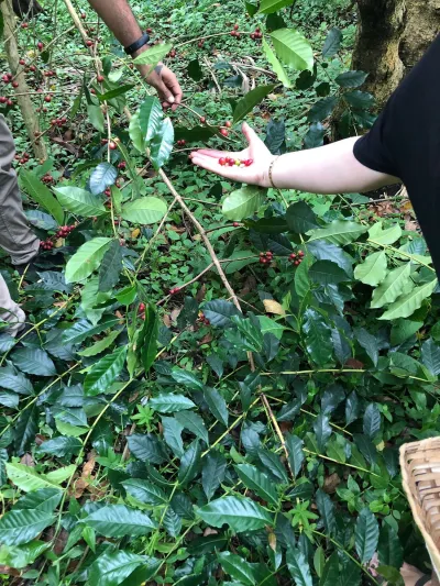 Plantación de café cerca a Bogotá