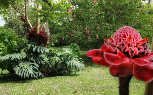 Vegetación tour del café en Bogotá